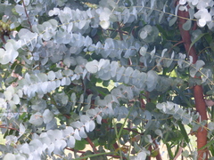 Eucalyptus pulverulenta