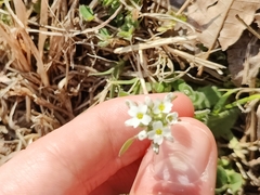 Tomostima platycarpa
