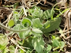 Tomostima platycarpa