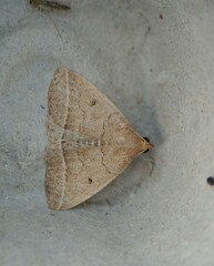 Zanclognatha marcidilinea