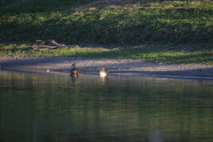 Lophodytes cucullatus