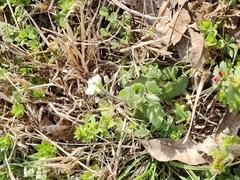 Tomostima platycarpa