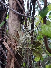 Tillandsia utriculata