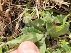 Tomostima platycarpa