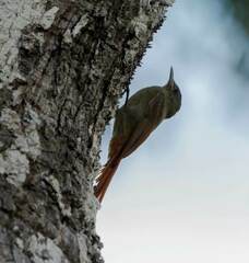 Sittasomus griseicapillus