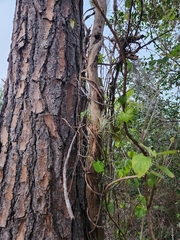 Tillandsia utriculata