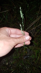 Polygala appendiculata