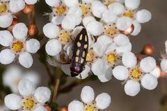 Castiarina crocicolor