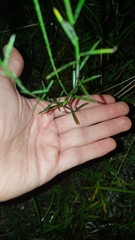 Polygala appendiculata