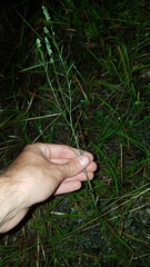 Polygala appendiculata