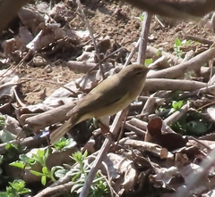 Phylloscopus collybita