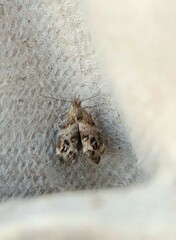 Tebenna gnaphaliella