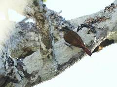 Glyphorynchus spirurus