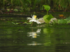 Nymphaea ampla