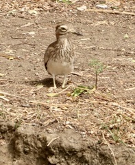 Burhinus senegalensis