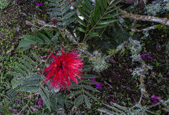 Calliandra haematocephala