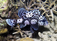 Plectorhinchus chaetodonoides