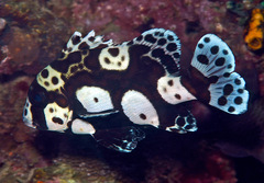 Plectorhinchus chaetodonoides