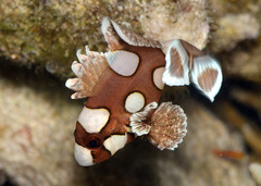 Plectorhinchus chaetodonoides