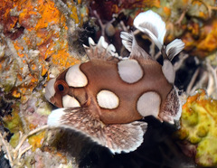 Plectorhinchus chaetodonoides
