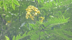 Peltophorum pterocarpum