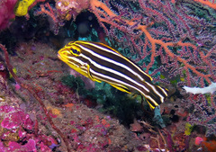 Plectorhinchus polytaenia