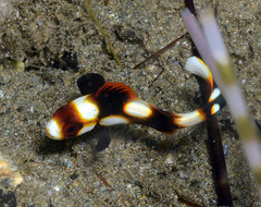 Plectorhinchus vittatus