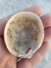 Laevicardium serratum