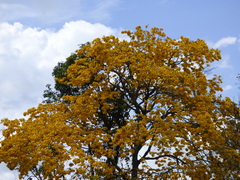 Handroanthus