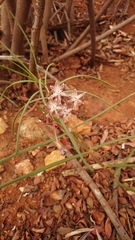 Asclepias stellifera