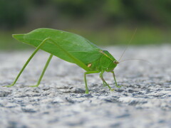 Stilpnochlora nanna