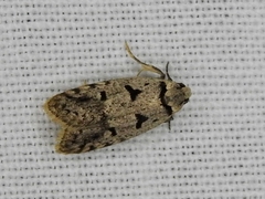 Scatochresis episema