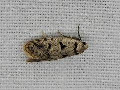 Scatochresis episema
