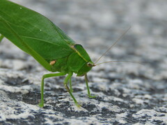 Stilpnochlora nanna