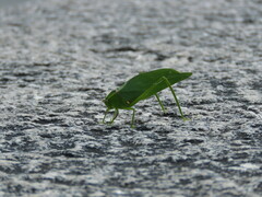 Stilpnochlora nanna