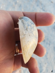 Laevicardium serratum