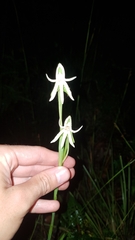 Habenaria trifida