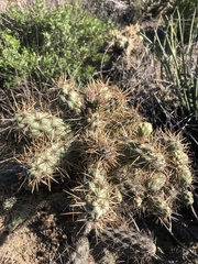 Cylindropuntia prolifera
