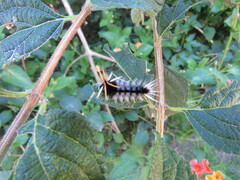 Halysidota ruscheweyhi