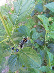 Halysidota ruscheweyhi