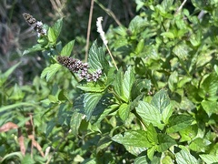 Mentha australis