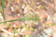 Carex erinacea