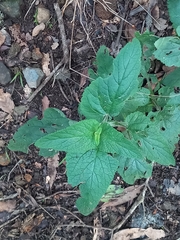 Scrophularia smithii