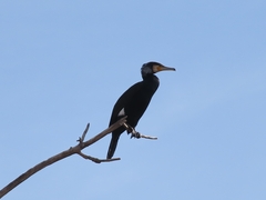 Phalacrocorax carbo