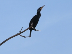 Phalacrocorax carbo