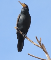 Phalacrocorax carbo