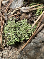 Cladonia pyxidata