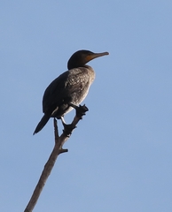 Phalacrocorax carbo