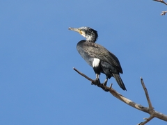 Phalacrocorax carbo