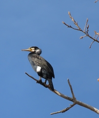 Phalacrocorax carbo